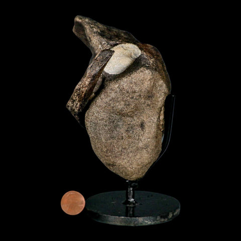 5" Hypacrosaurus Dinosaur Fossil Vertebrae And Rib Bone Two Medicine FM COA Stand - Fossil Age Minerals