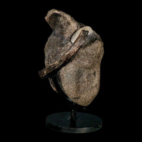 5" Hypacrosaurus Dinosaur Fossil Vertebrae And Rib Bone Two Medicine FM COA Stand - Fossil Age Minerals