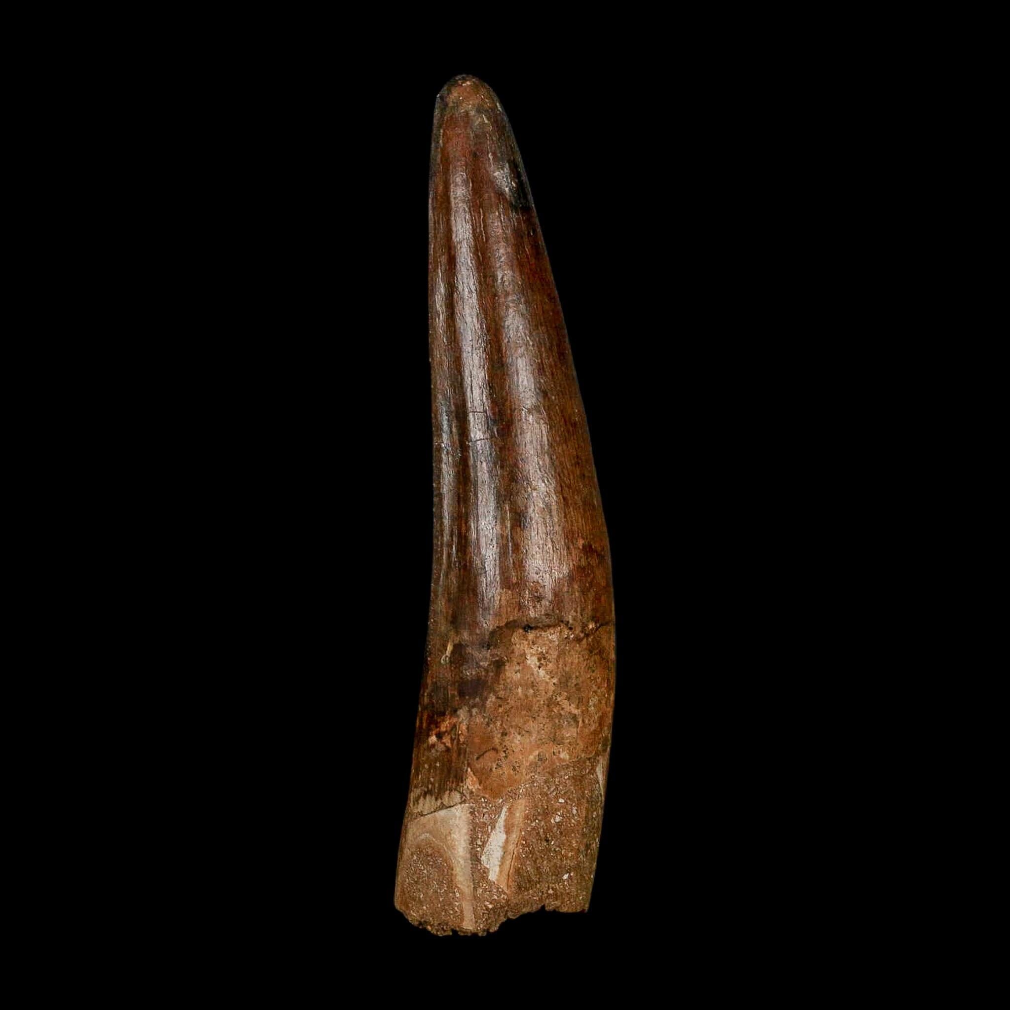 XL 3.9" Spinosaurus Fossil Tooth 100 Million Years Old Cretaceous Dinosaur COA - Fossil Age Minerals