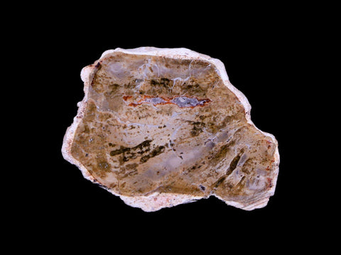 2" Fossilized Polished Petrified Wood Branch Madagascar 66-225 Million Yrs Old - Fossil Age Minerals