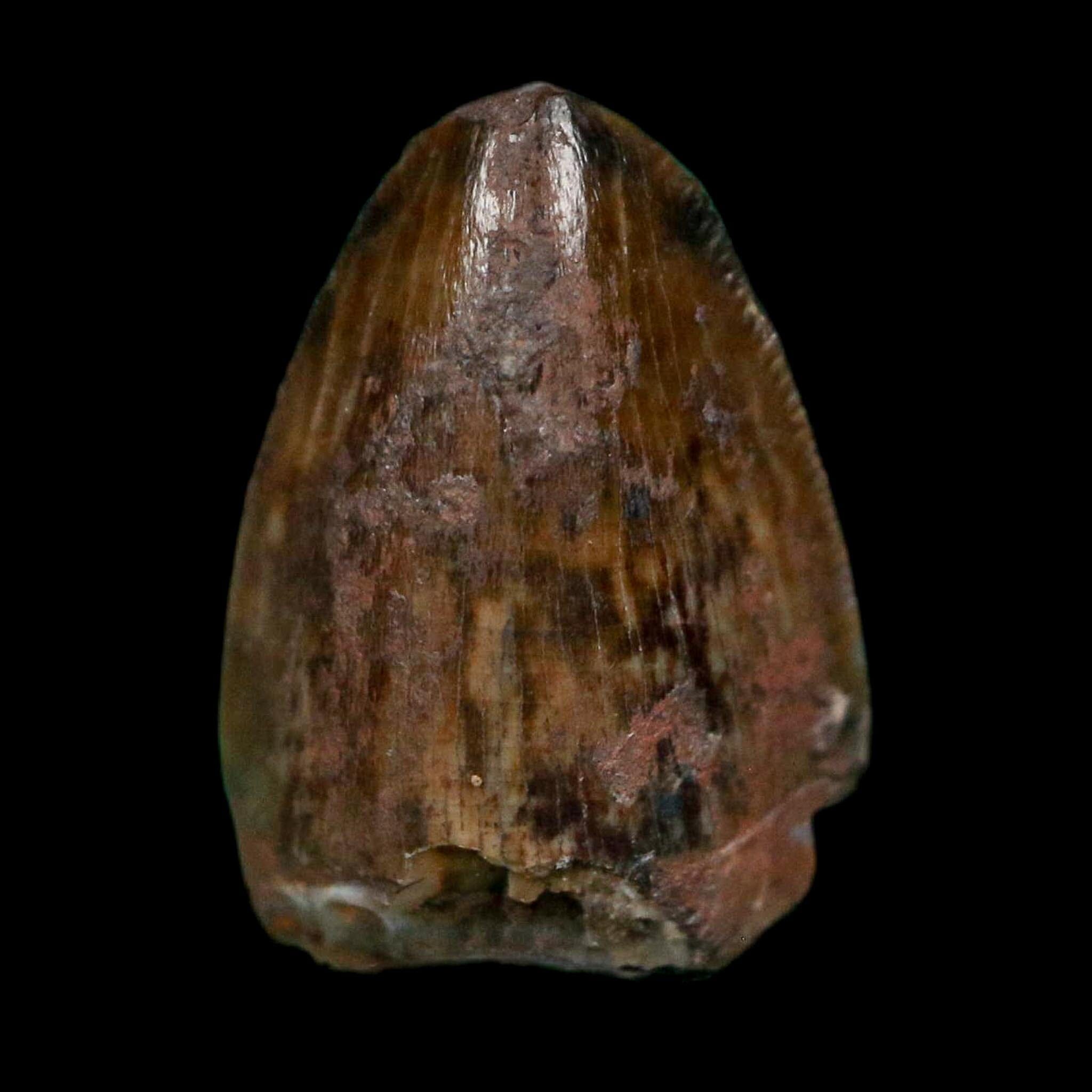 0.5" Phytosaur Fossil Tooth Triassic Age Archosaur Redonda FM NM COA & Display - Fossil Age Minerals