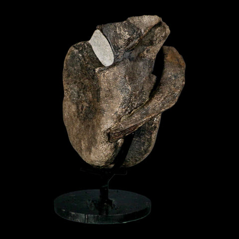 5" Hypacrosaurus Dinosaur Fossil Vertebrae And Rib Bone Two Medicine FM COA Stand - Fossil Age Minerals
