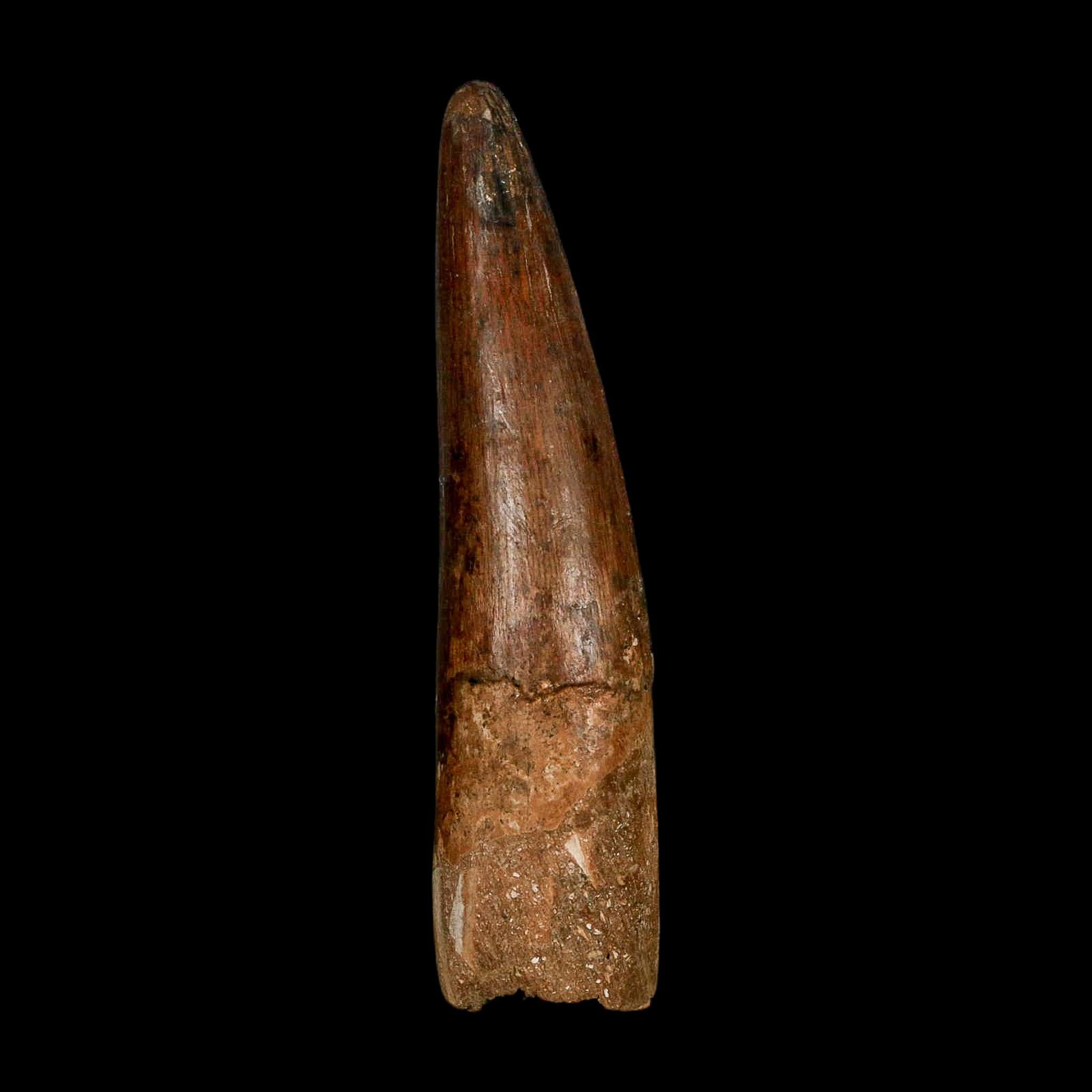XL 3.9" Spinosaurus Fossil Tooth 100 Million Years Old Cretaceous Dinosaur COA - Fossil Age Minerals