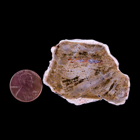 2" Fossilized Polished Petrified Wood Branch Madagascar 66-225 Million Yrs Old - Fossil Age Minerals