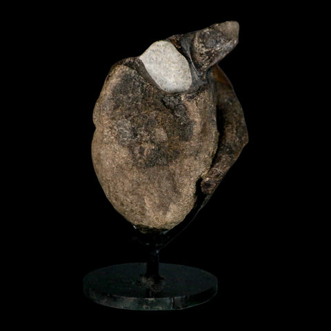 5" Hypacrosaurus Dinosaur Fossil Vertebrae And Rib Bone Two Medicine FM COA Stand - Fossil Age Minerals