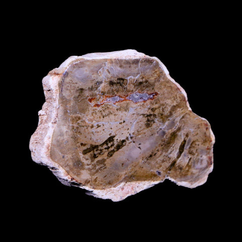 2" Fossilized Polished Petrified Wood Branch Madagascar 66-225 Million Yrs Old - Fossil Age Minerals