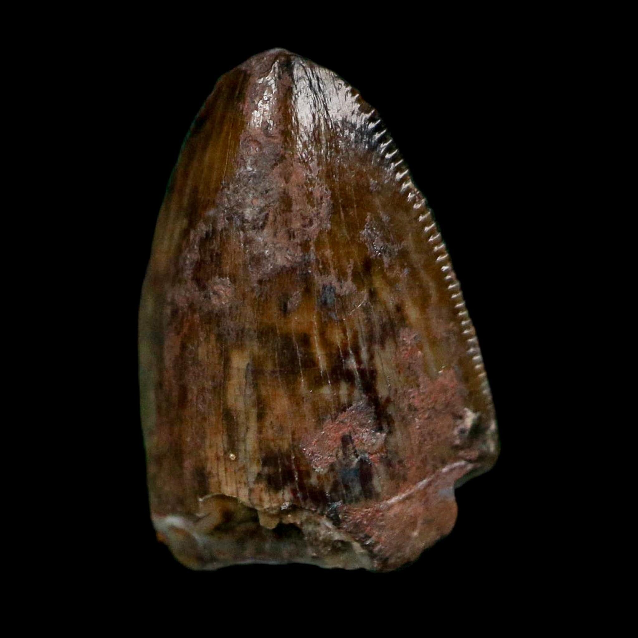 0.5" Phytosaur Fossil Tooth Triassic Age Archosaur Redonda FM NM COA & Display - Fossil Age Minerals