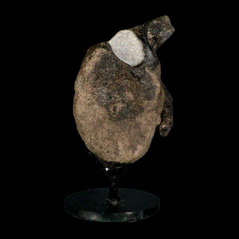 5" Hypacrosaurus Dinosaur Fossil Vertebrae And Rib Bone Two Medicine FM COA Stand - Fossil Age Minerals