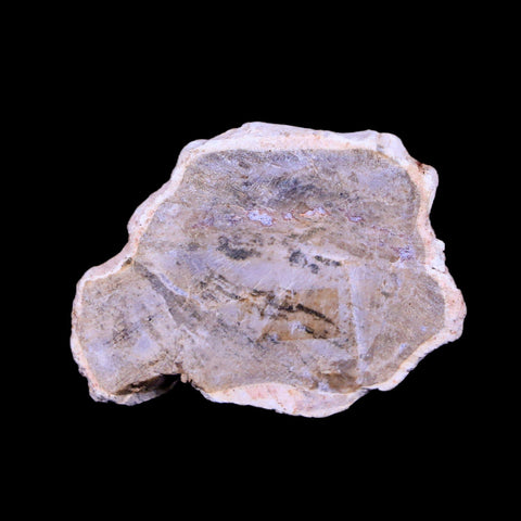 2" Fossilized Polished Petrified Wood Branch Madagascar 66-225 Million Yrs Old - Fossil Age Minerals