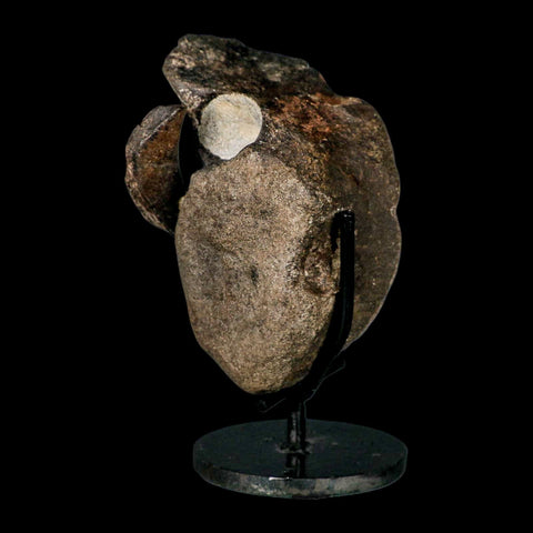 5" Hypacrosaurus Dinosaur Fossil Vertebrae And Rib Bone Two Medicine FM COA Stand - Fossil Age Minerals