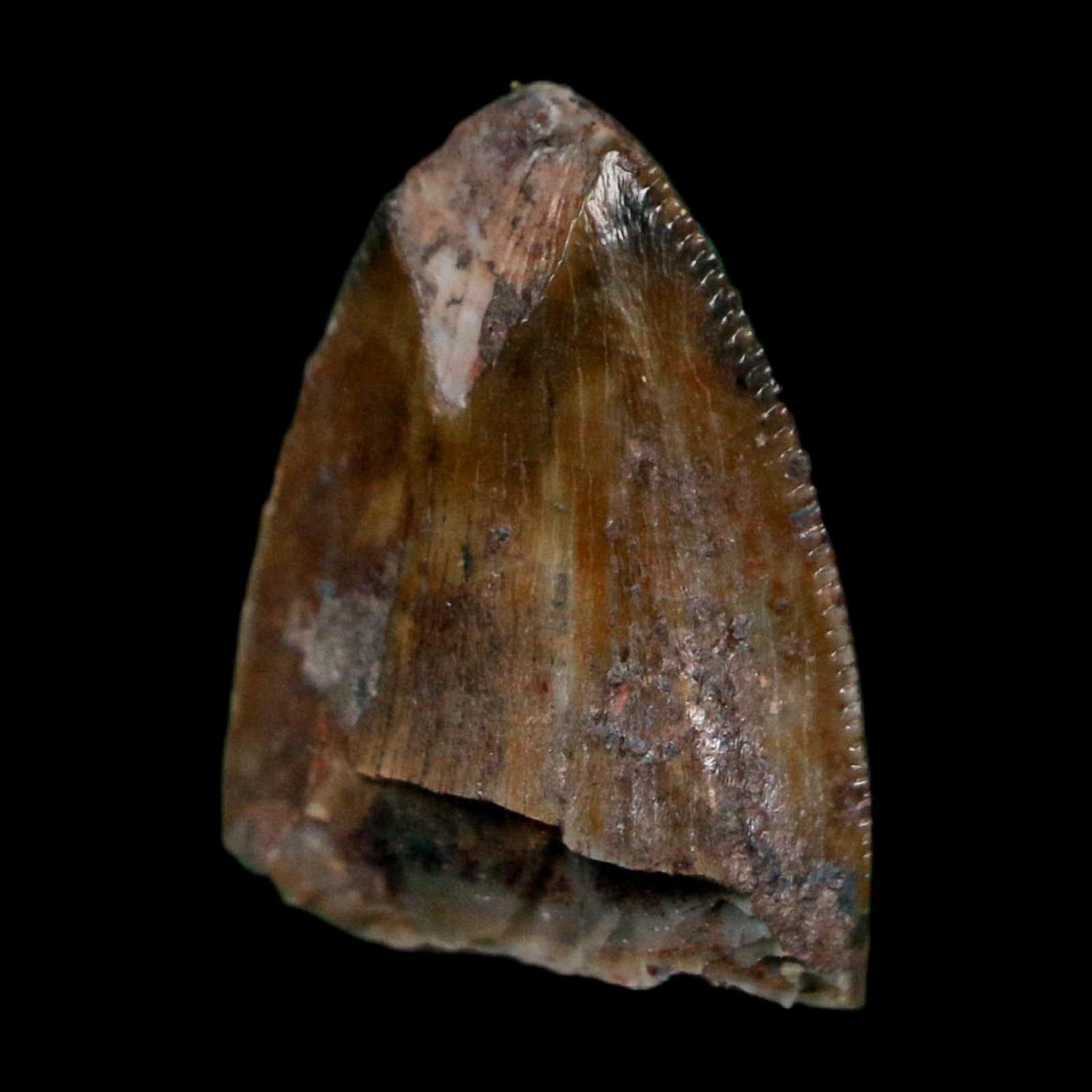 0.5" Phytosaur Fossil Tooth Triassic Age Archosaur Redonda FM NM COA & Display - Fossil Age Minerals