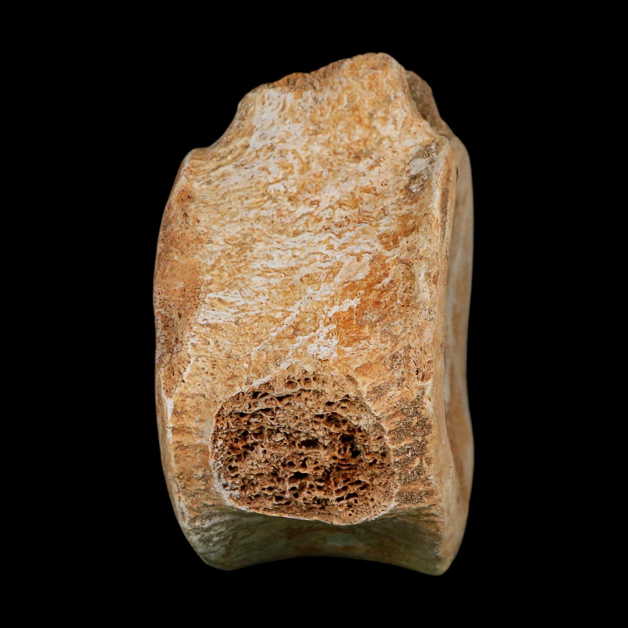 4.3" Plesiosaurus Fossil Vertebrae Cretaceous Dinosaur Era Morocco Zarafasaura COA