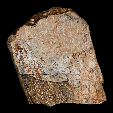 2.4" Lambeosaurus Fossil Bone Judith River FM Montana Cretaceous Dinosaur COA - Fossil Age Minerals