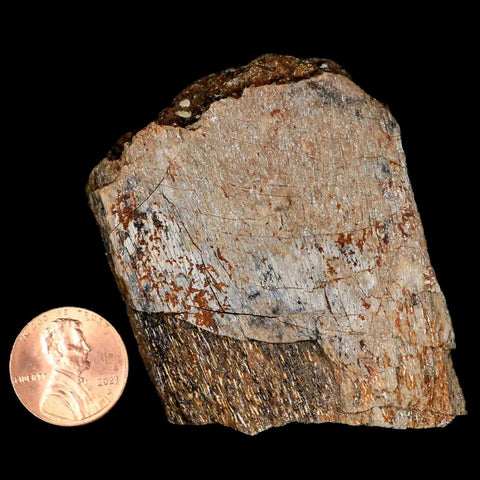 2.4" Lambeosaurus Fossil Bone Judith River FM Montana Cretaceous Dinosaur COA - Fossil Age Minerals