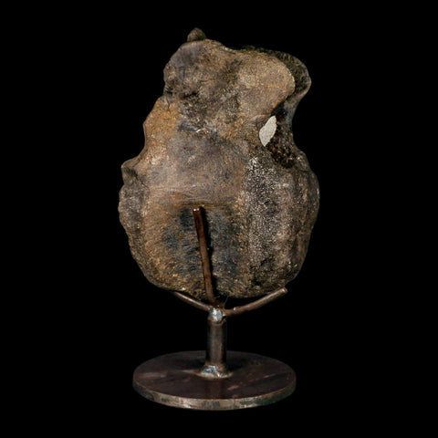 6.2" Hypacrosaurus Dinosaur Fossil Vertebrae Two Medicine FM Montana COA Stand - Fossil Age Minerals