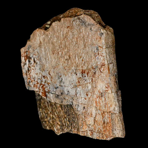 2.4" Lambeosaurus Fossil Bone Judith River FM Montana Cretaceous Dinosaur COA - Fossil Age Minerals