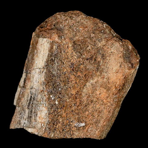 2.4" Lambeosaurus Fossil Bone Judith River FM Montana Cretaceous Dinosaur COA - Fossil Age Minerals