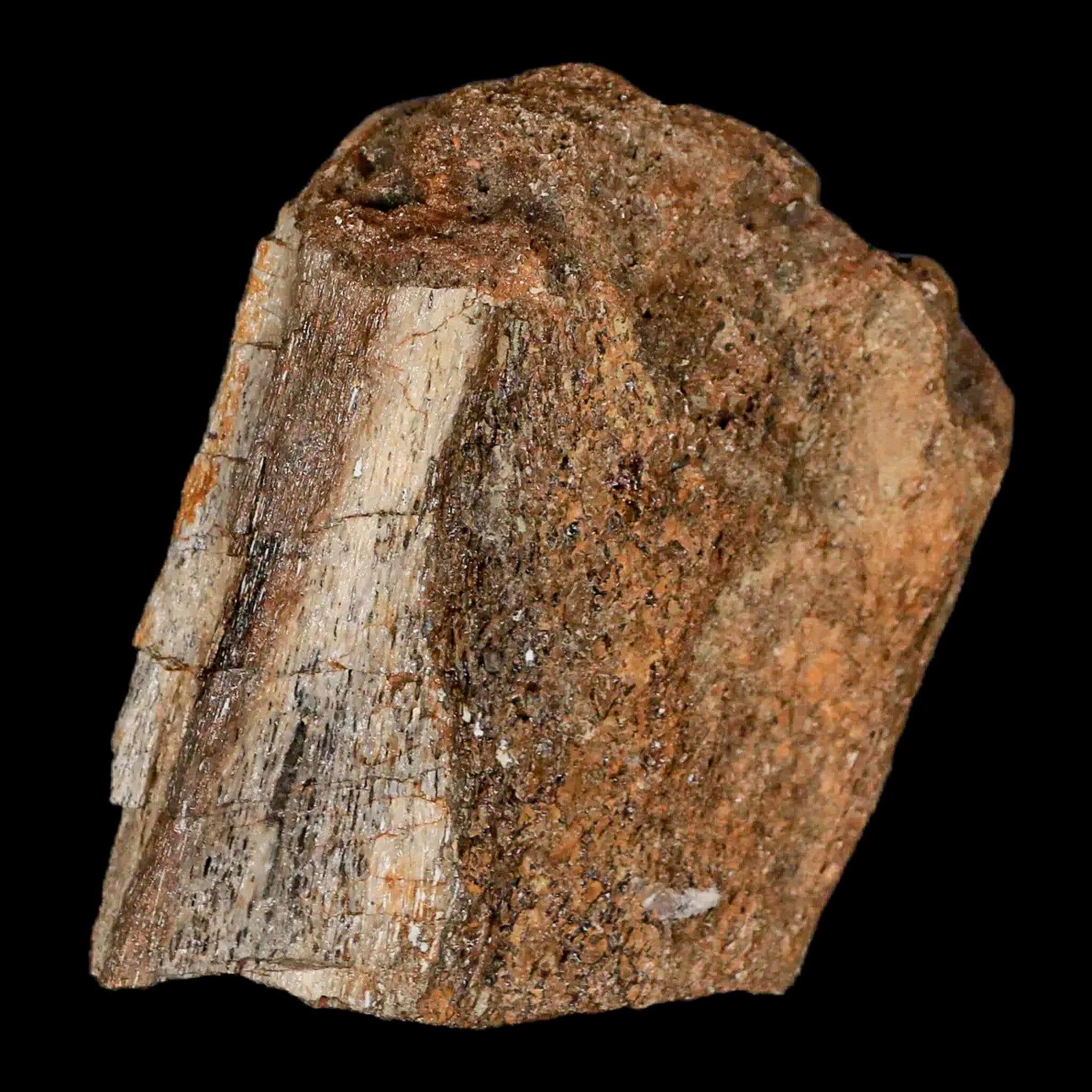 2.4" Lambeosaurus Fossil Bone Judith River FM Montana Cretaceous Dinosaur COA - Fossil Age Minerals