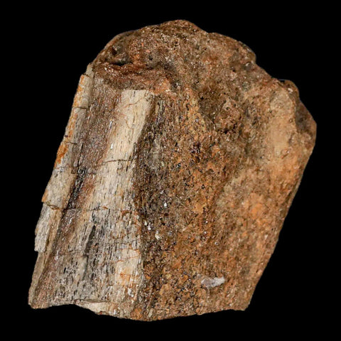 2.4" Lambeosaurus Fossil Bone Judith River FM Montana Cretaceous Dinosaur COA - Fossil Age Minerals