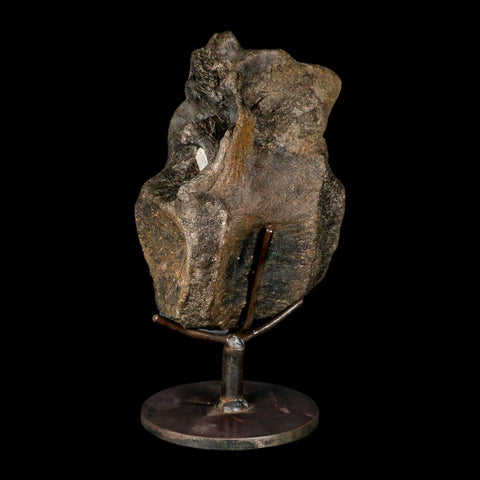 6.2" Hypacrosaurus Dinosaur Fossil Vertebrae Two Medicine FM Montana COA Stand - Fossil Age Minerals