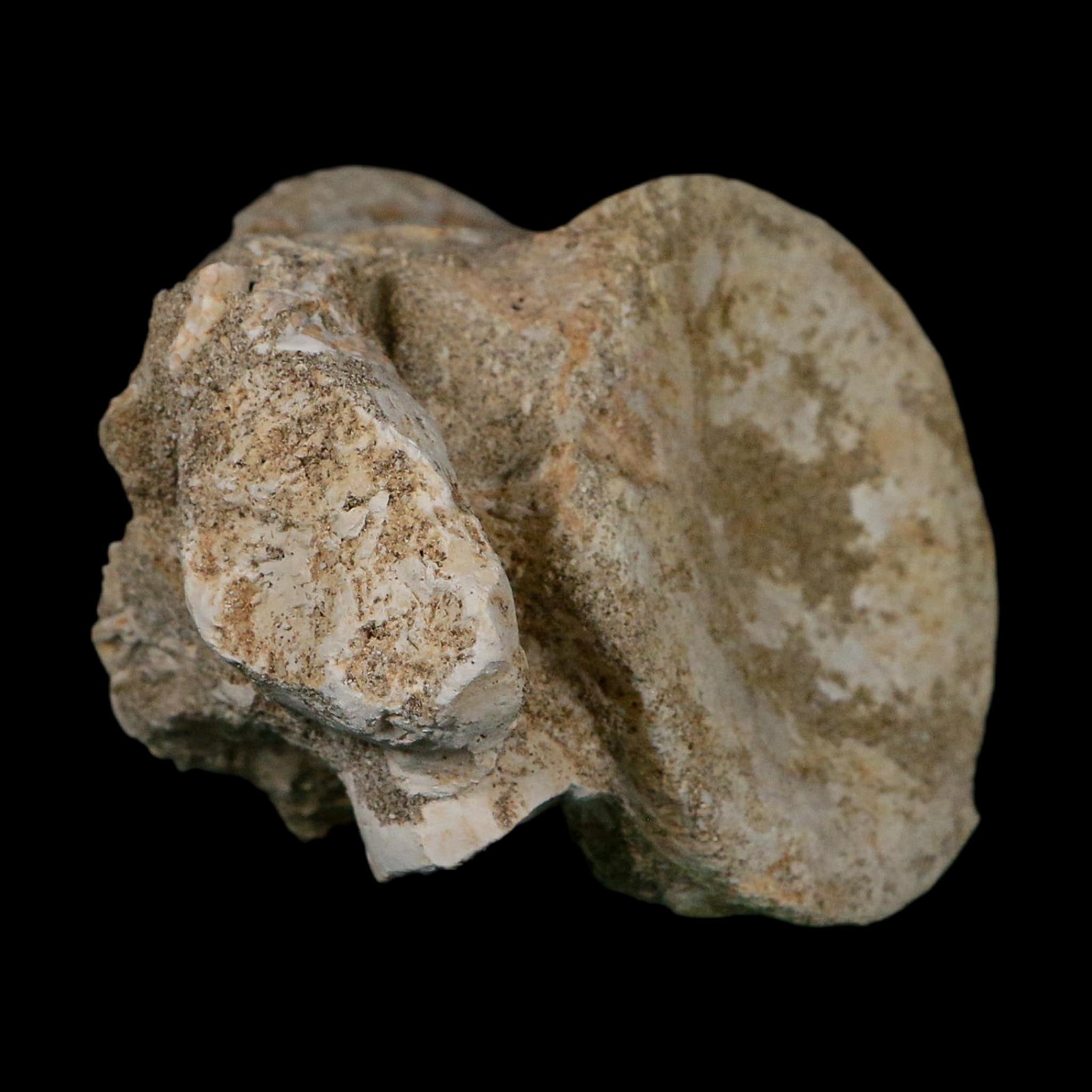 4.4" Plesiosaurus Fossil Vertebrae Cretaceous Dinosaur Era Morocco Zarafasaura COA