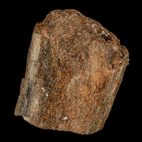 2.4" Lambeosaurus Fossil Bone Judith River FM Montana Cretaceous Dinosaur COA - Fossil Age Minerals