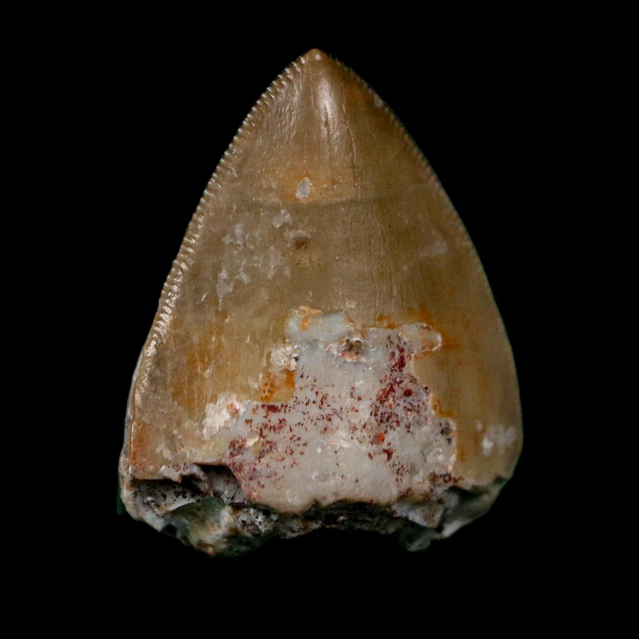 0.6" Phytosaur Fossil Tooth Triassic Age Archosaur Redonda FM NM COA & Display - Fossil Age Minerals