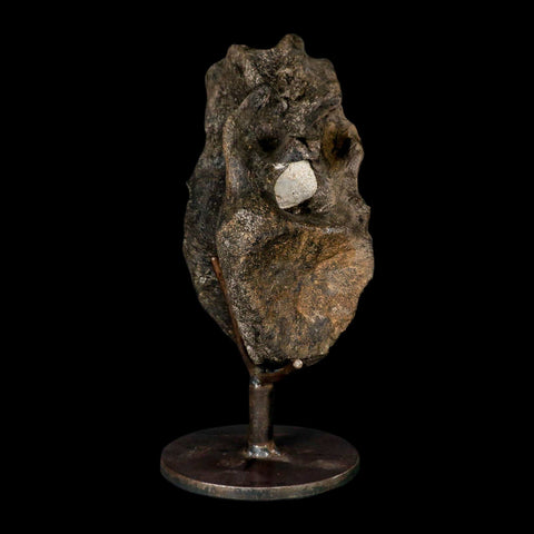 6.2" Hypacrosaurus Dinosaur Fossil Vertebrae Two Medicine FM Montana COA Stand - Fossil Age Minerals