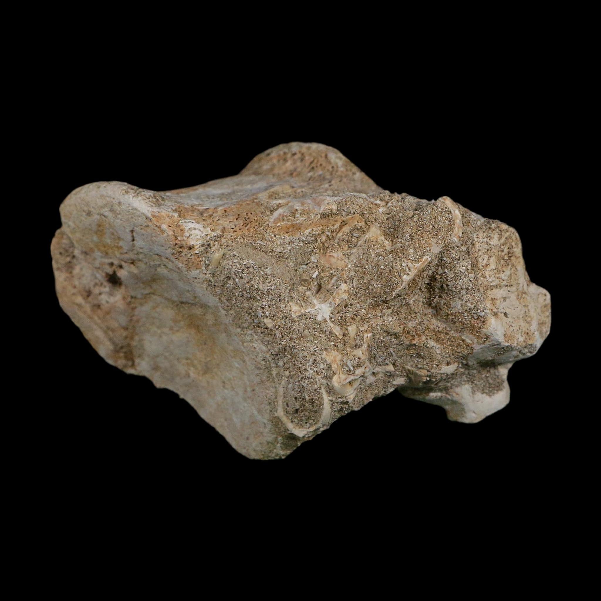 4.4" Plesiosaurus Fossil Vertebrae Cretaceous Dinosaur Era Morocco Zarafasaura COA