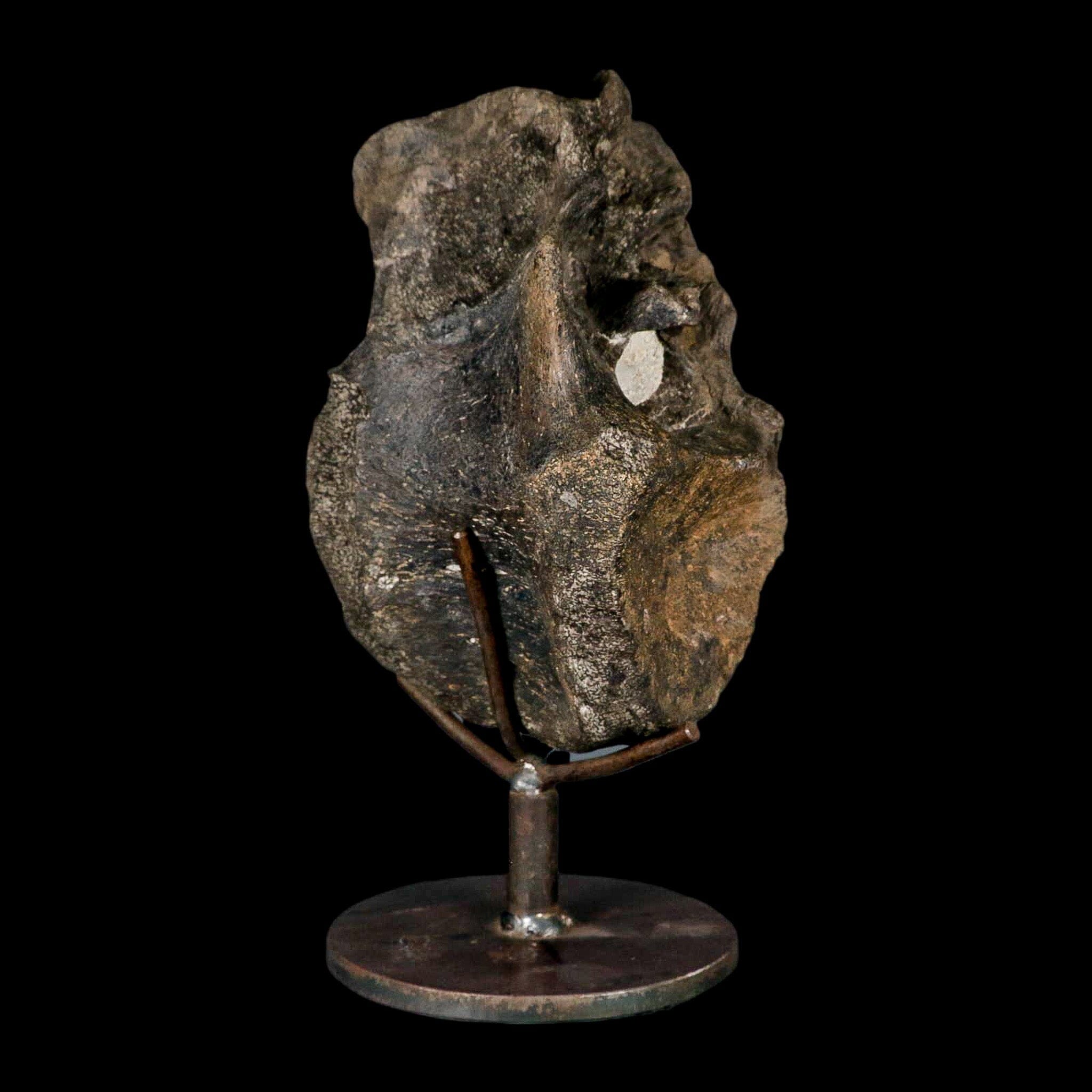 6.2" Hypacrosaurus Dinosaur Fossil Vertebrae Two Medicine FM Montana COA Stand - Fossil Age Minerals