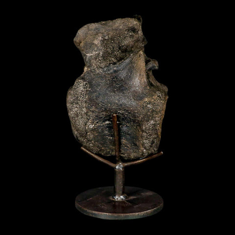 6.2" Hypacrosaurus Dinosaur Fossil Vertebrae Two Medicine FM Montana COA Stand - Fossil Age Minerals