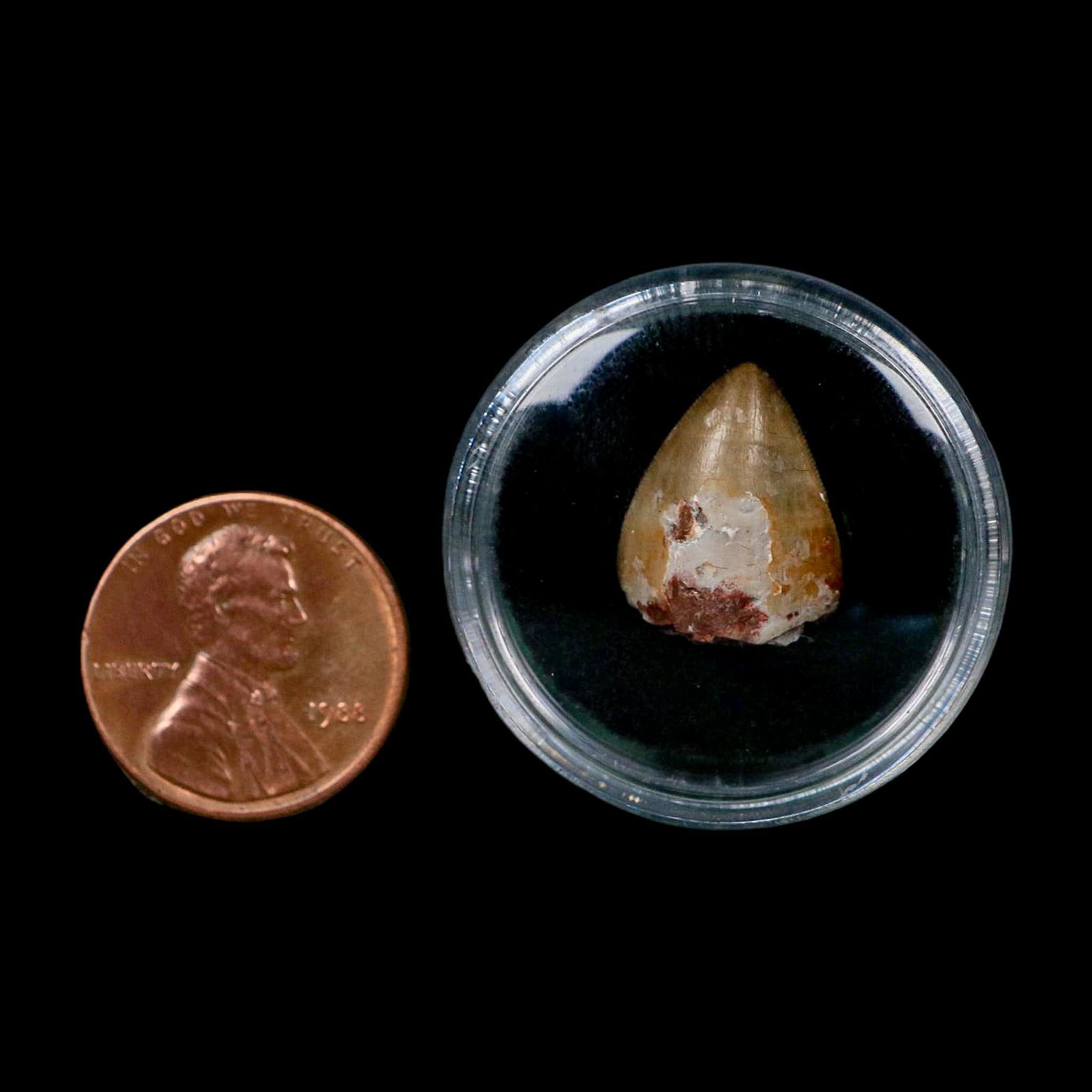 0.6" Phytosaur Fossil Tooth Triassic Age Archosaur Redonda FM NM COA & Display - Fossil Age Minerals