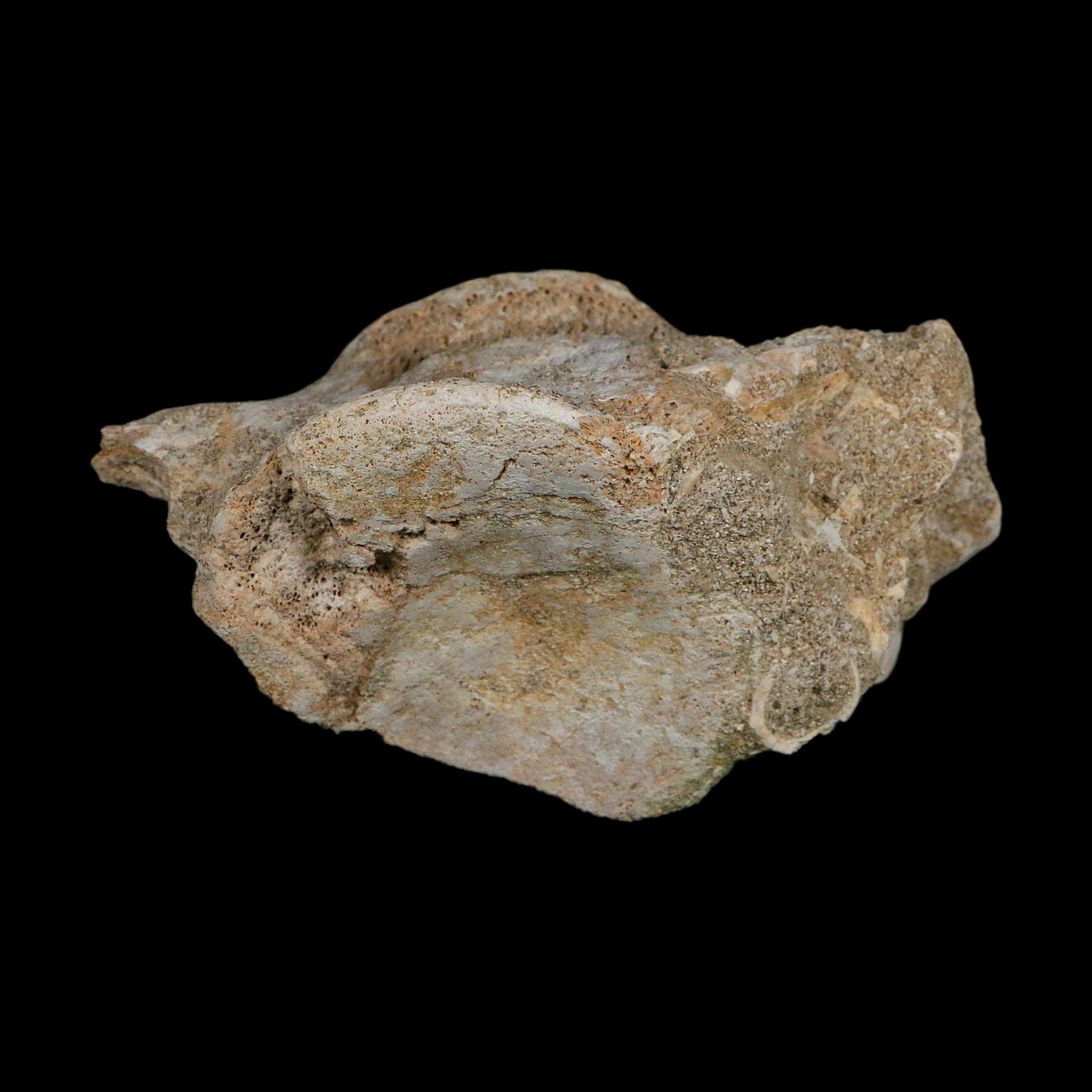 4.4" Plesiosaurus Fossil Vertebrae Cretaceous Dinosaur Era Morocco Zarafasaura COA