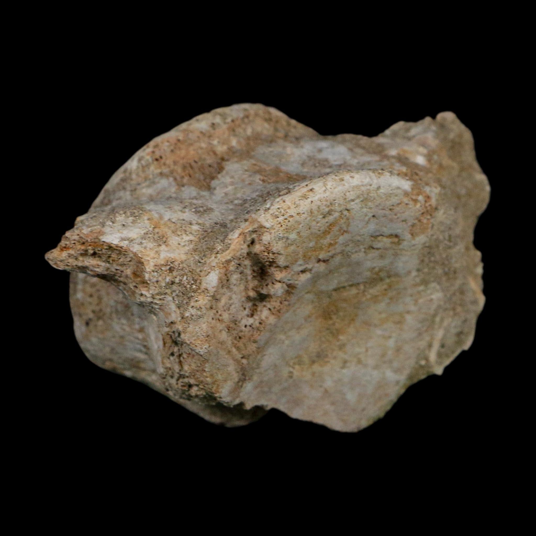 4.4" Plesiosaurus Fossil Vertebrae Cretaceous Dinosaur Era Morocco Zarafasaura COA