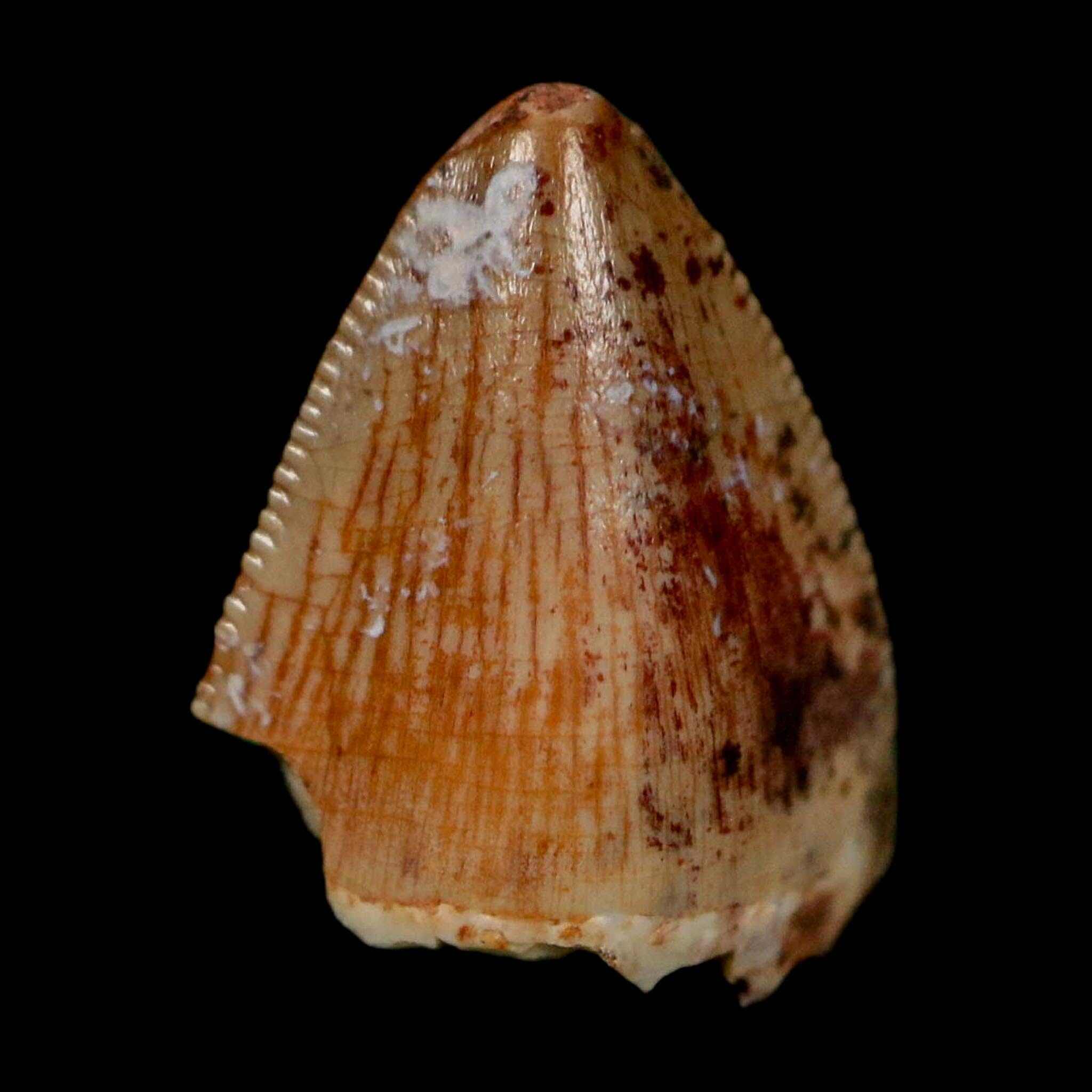 0.5" Phytosaur Fossil Tooth Triassic Age Archosaur Redonda FM NM COA & Display - Fossil Age Minerals