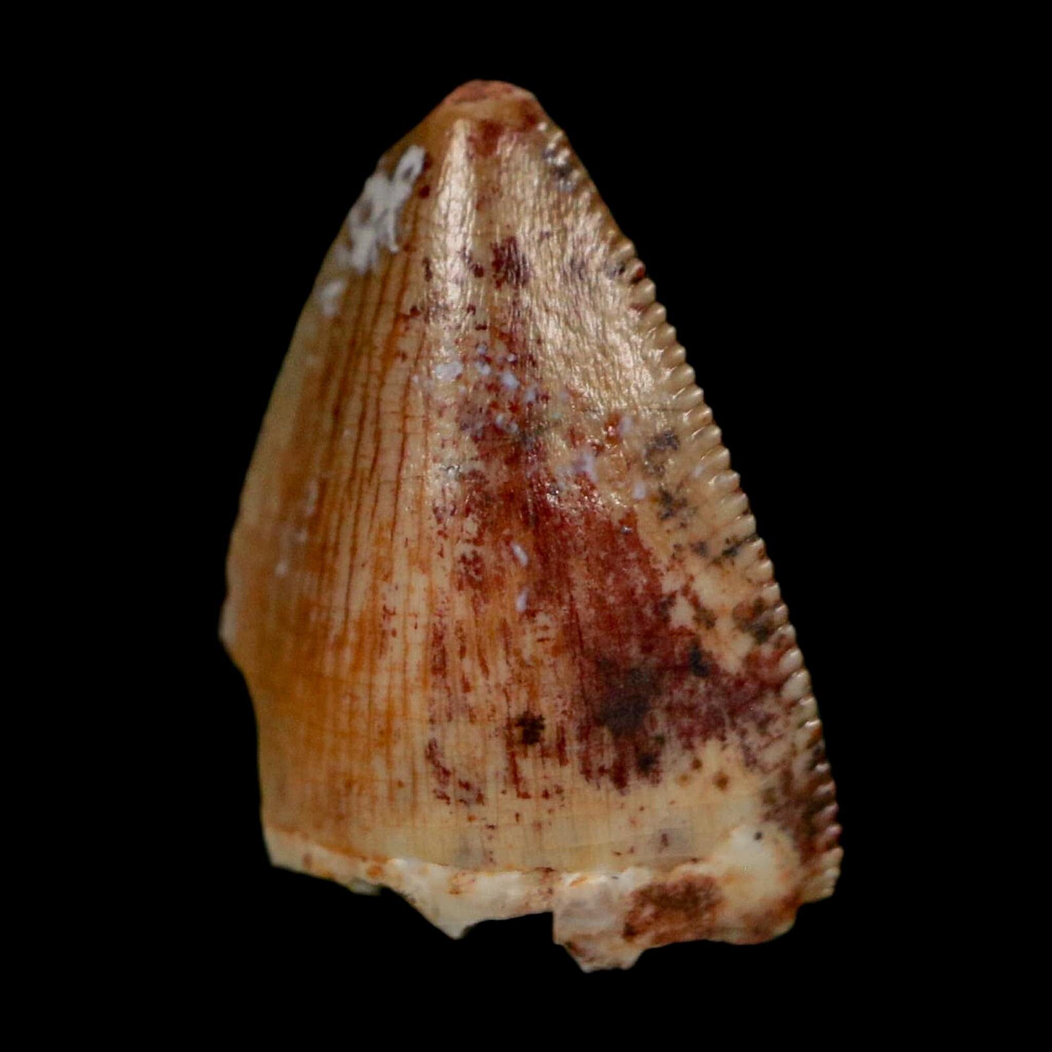 0.5" Phytosaur Fossil Tooth Triassic Age Archosaur Redonda FM NM COA & Display - Fossil Age Minerals