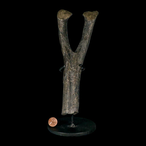 9" Hypacrosaurus Dinosaur Fossil Chevron Bone Two Medicine FM MT COA, Stand - Fossil Age Minerals