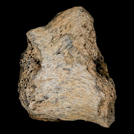 2.1" Lambeosaurus Fossil Bone Marrow Judith River FM MT Cretaceous Dinosaur COA