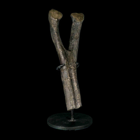 9" Hypacrosaurus Dinosaur Fossil Chevron Bone Two Medicine FM MT COA, Stand - Fossil Age Minerals