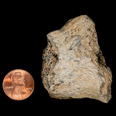 2.1" Lambeosaurus Fossil Bone Marrow Judith River FM MT Cretaceous Dinosaur COA - Fossil Age Minerals