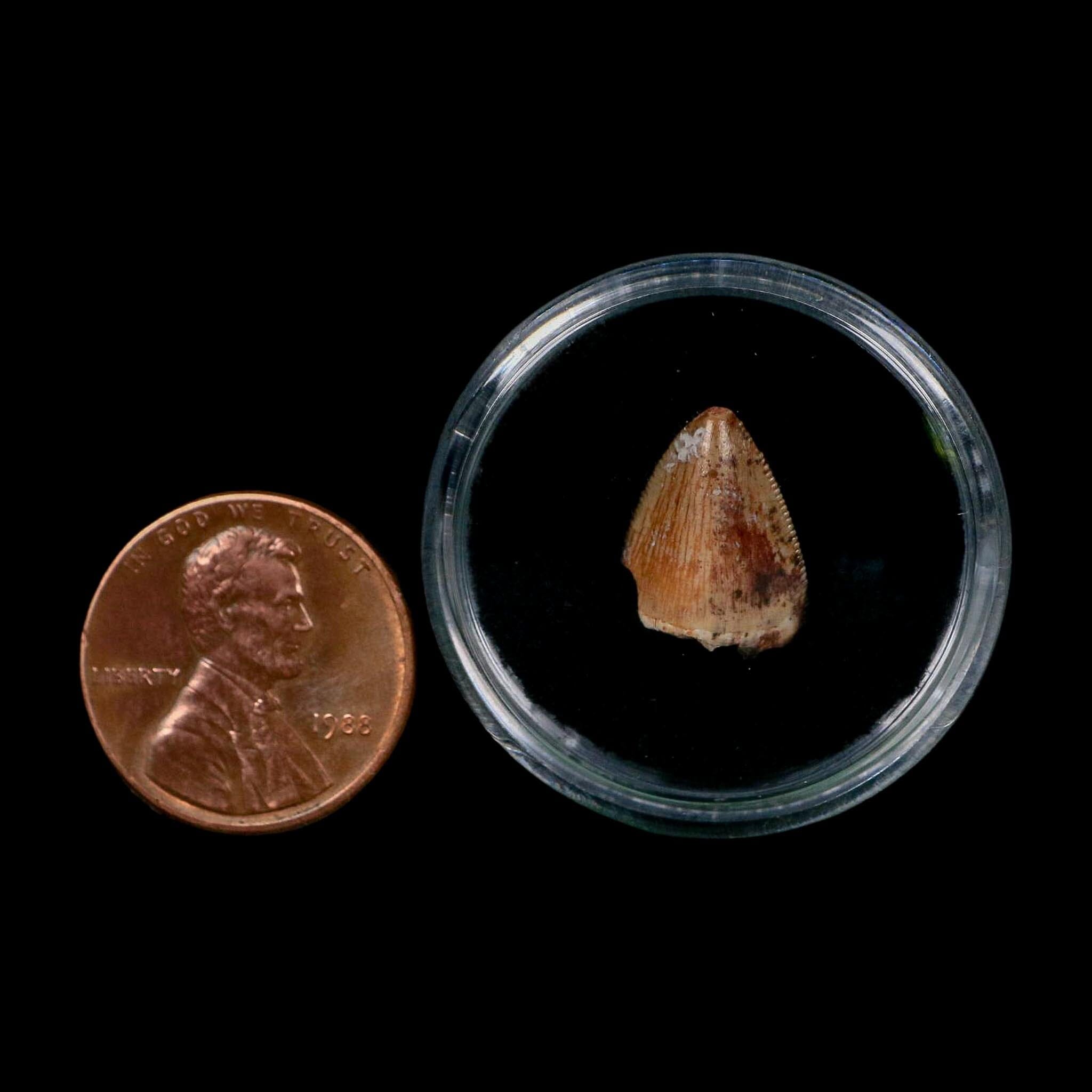 0.5" Phytosaur Fossil Tooth Triassic Age Archosaur Redonda FM NM COA & Display - Fossil Age Minerals