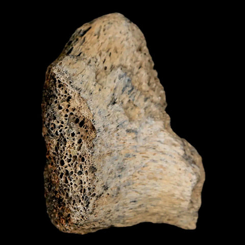 2.1" Lambeosaurus Fossil Bone Marrow Judith River FM MT Cretaceous Dinosaur COA - Fossil Age Minerals