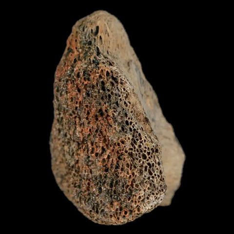 2.1" Lambeosaurus Fossil Bone Marrow Judith River FM MT Cretaceous Dinosaur COA - Fossil Age Minerals