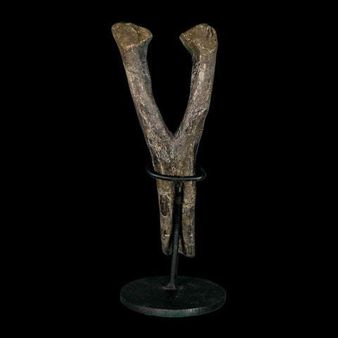 9" Hypacrosaurus Dinosaur Fossil Chevron Bone Two Medicine FM MT COA, Stand - Fossil Age Minerals