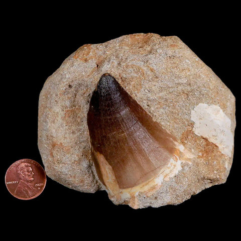 XL 2.2" Mosasaur Prognathodon Fossil Tooth In Matrix Cretaceous Dinosaur Era COA - Fossil Age Minerals