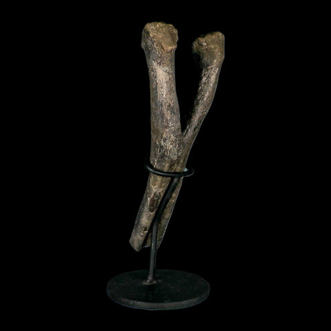 9" Hypacrosaurus Dinosaur Fossil Chevron Bone Two Medicine FM MT COA, Stand - Fossil Age Minerals