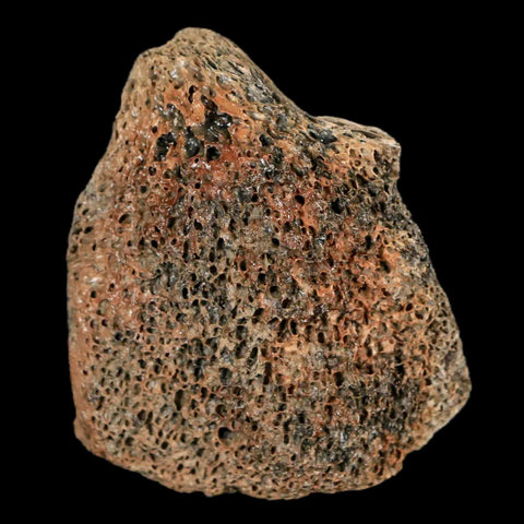 2.1" Lambeosaurus Fossil Bone Marrow Judith River FM MT Cretaceous Dinosaur COA - Fossil Age Minerals