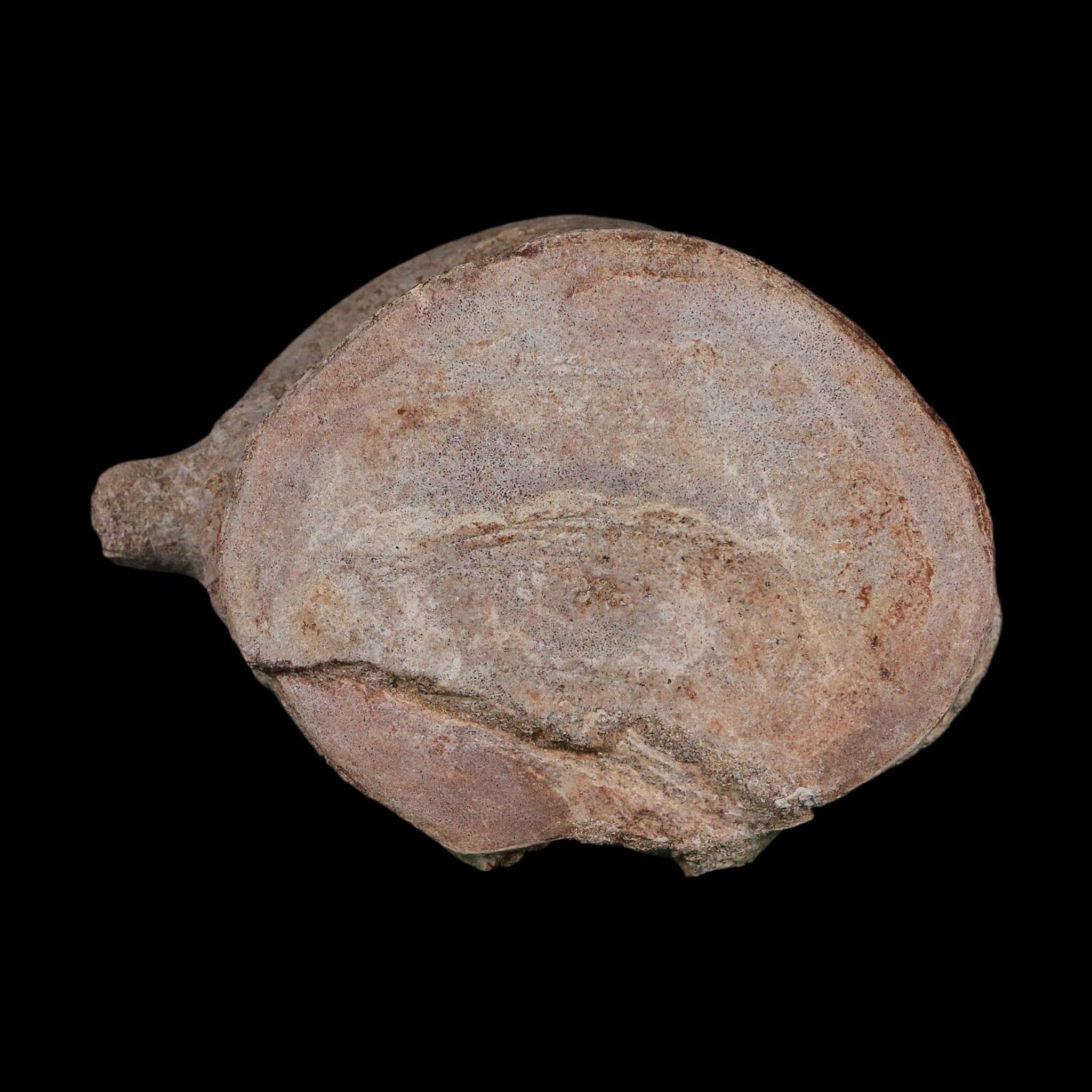 4.6" Plesiosaurus Fossil Vertebrae Cretaceous Dinosaur Era Morocco Zarafasaura COA