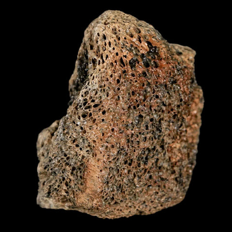 2.1" Lambeosaurus Fossil Bone Marrow Judith River FM MT Cretaceous Dinosaur COA - Fossil Age Minerals