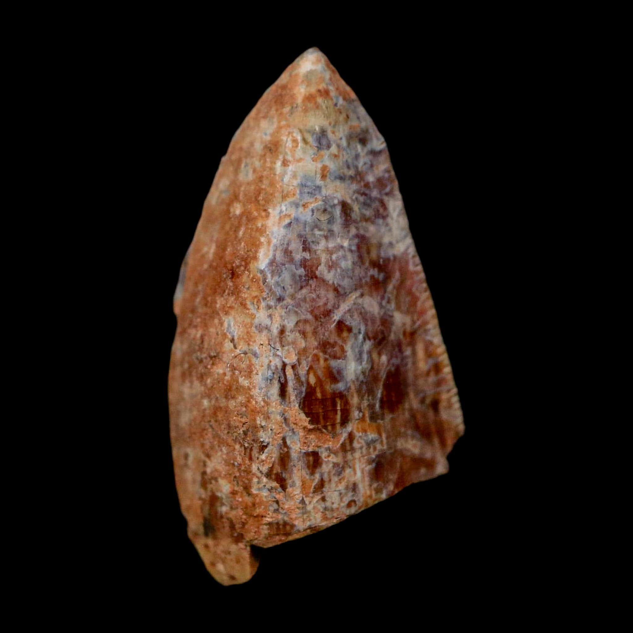 0.7" Phytosaur Fossil Tooth Triassic Age Archosaur Redonda FM NM COA & Display - Fossil Age Minerals